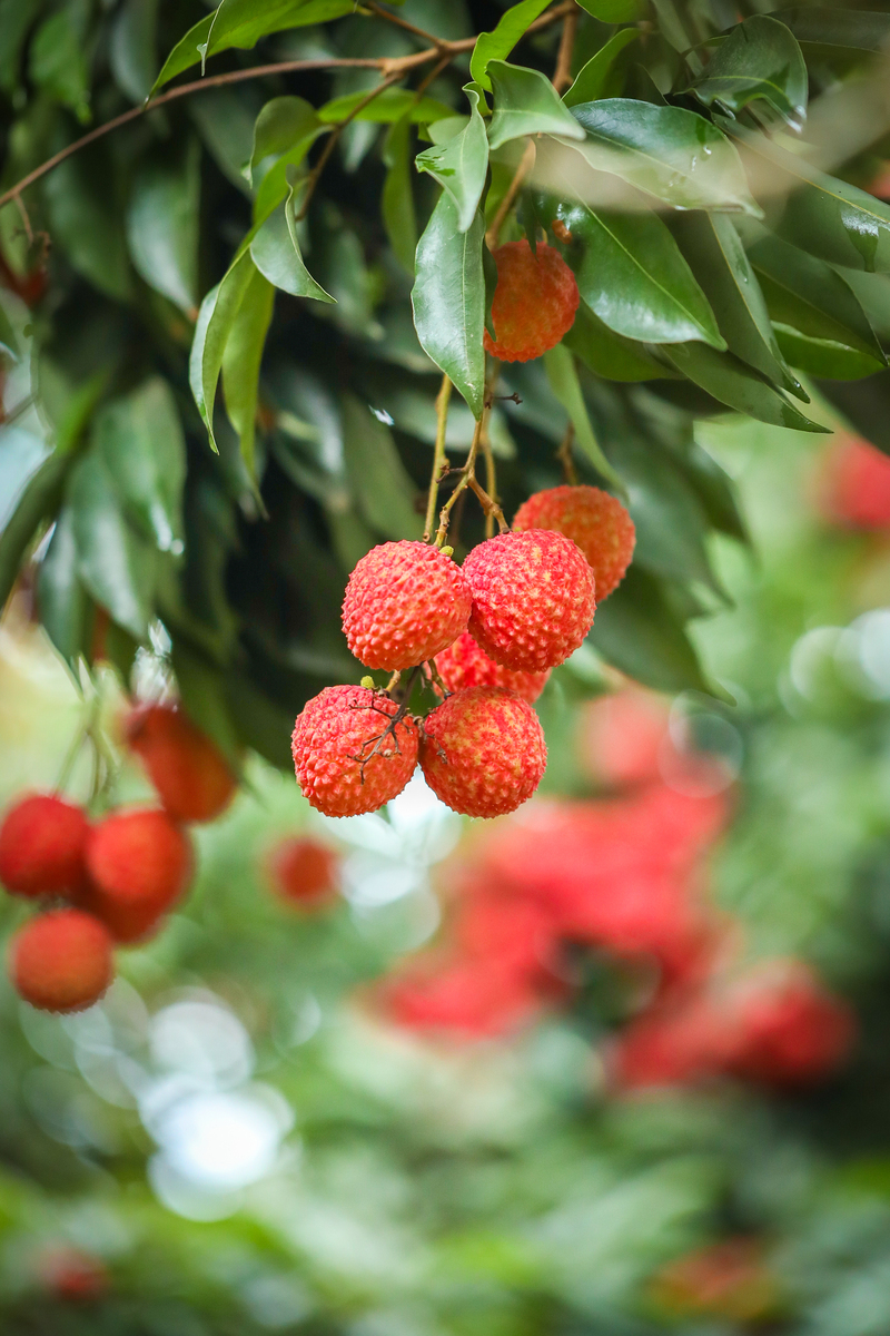 又是一年杨梅季写下一句诗句