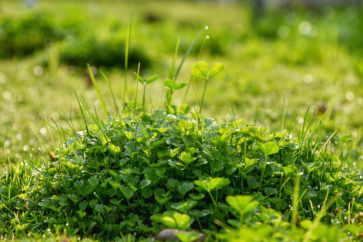 写一篇春天的日记