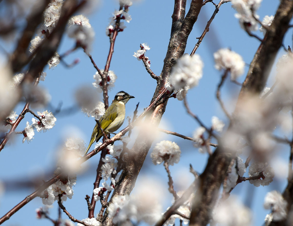 释槐鸟寓意：美好、爱情、忠诚、美德和家庭