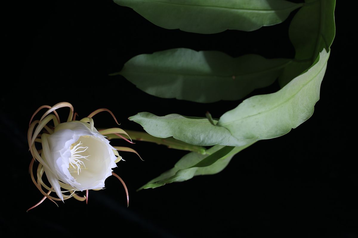 昙花药用价值：功效、注意事项及使用方法