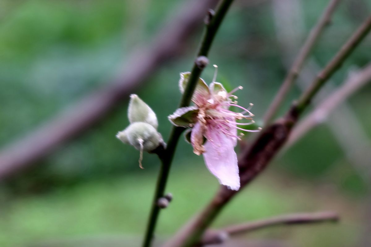 常德职业技术学院药学专业怎么样？教学质量、课程设置和就业前景分析