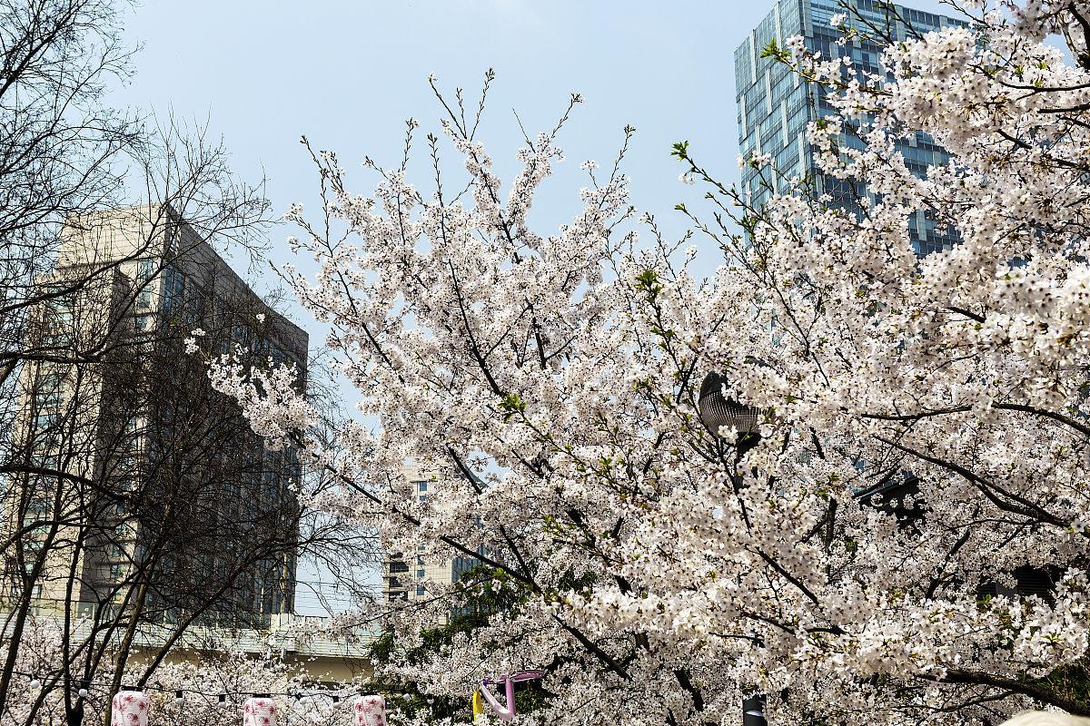 2021年3月28日,上海"最美地铁站"——轨交8号线虹口足球场1号口樱花盛