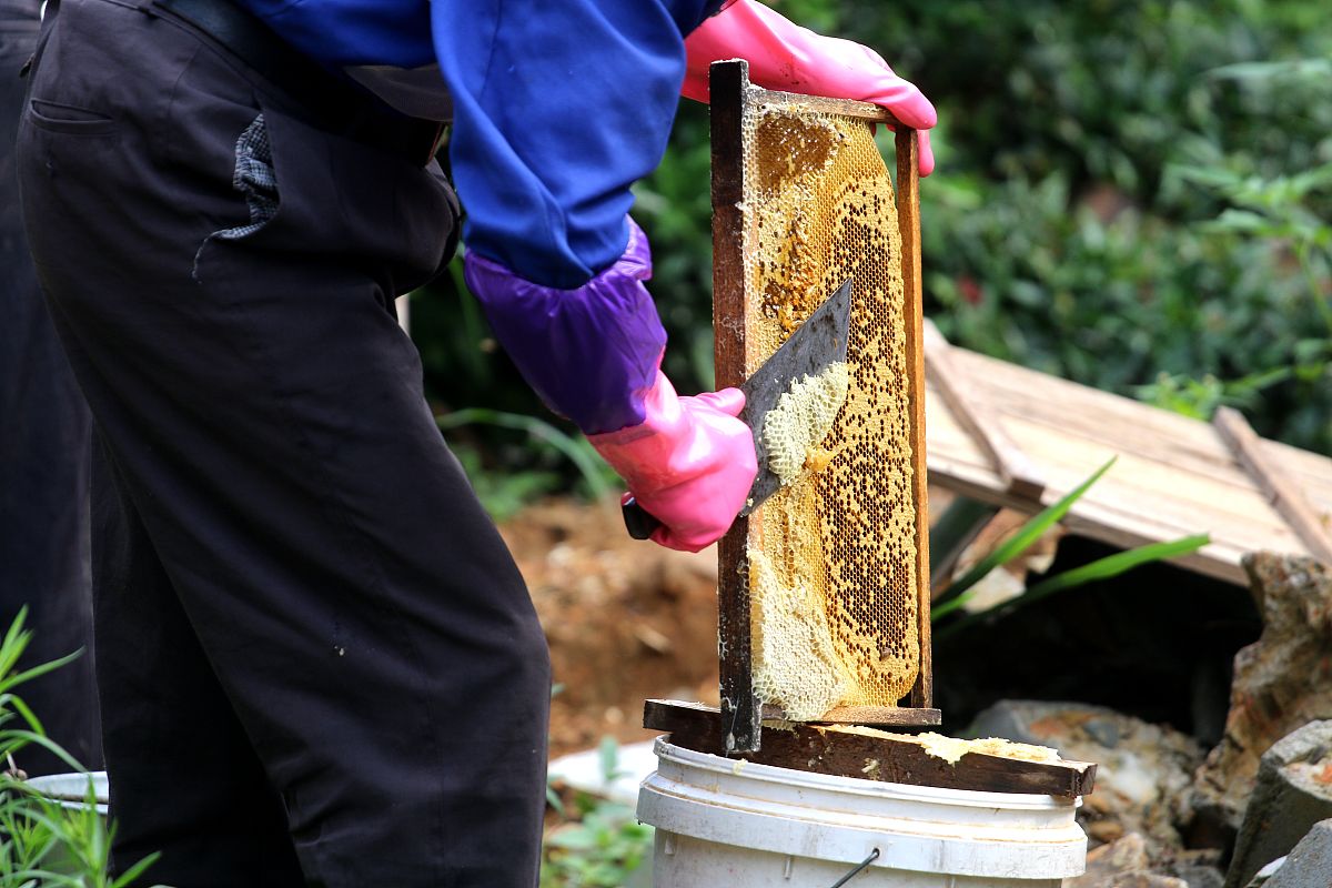 养蜂如何致富 ? 养蜂如何致富 ?