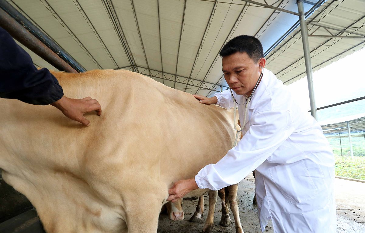 为什么牛还没下仔就出现翻底窝怎么才能消出底窝的问题帮我用210字详细描述