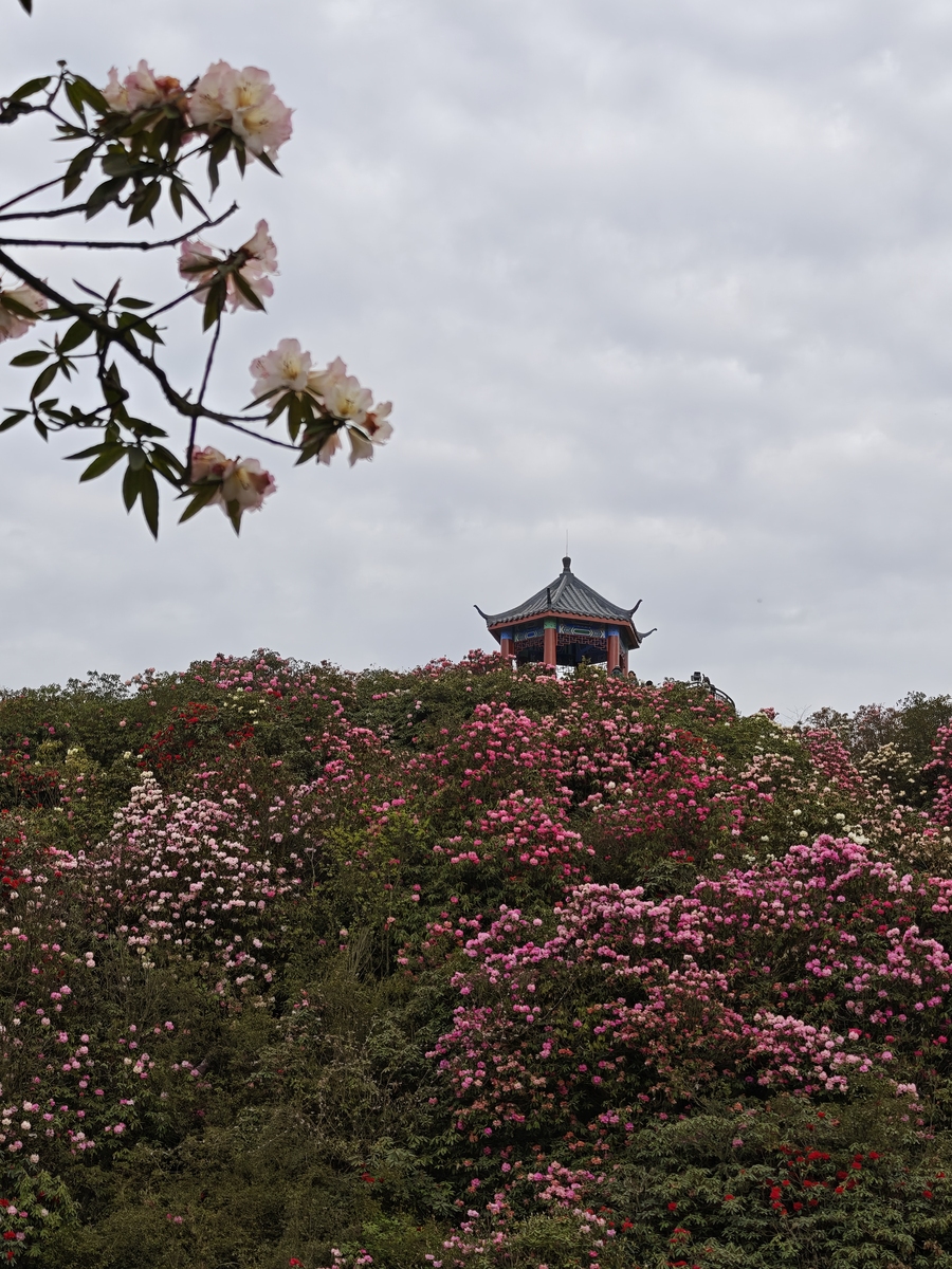 4月23号去看百里杜鹃好吗下冰雹有花吗帮我用200字详细描述