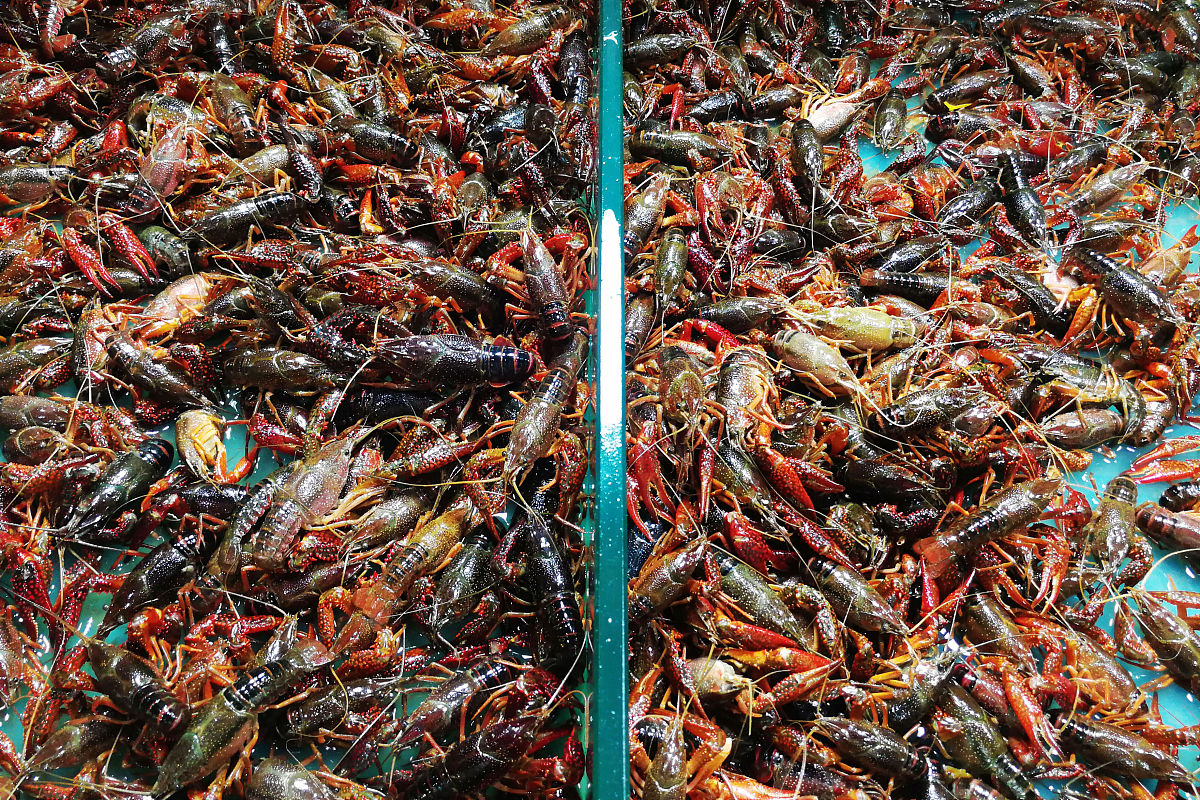 小龙虾苗价格多少钱一斤？影响因素分析