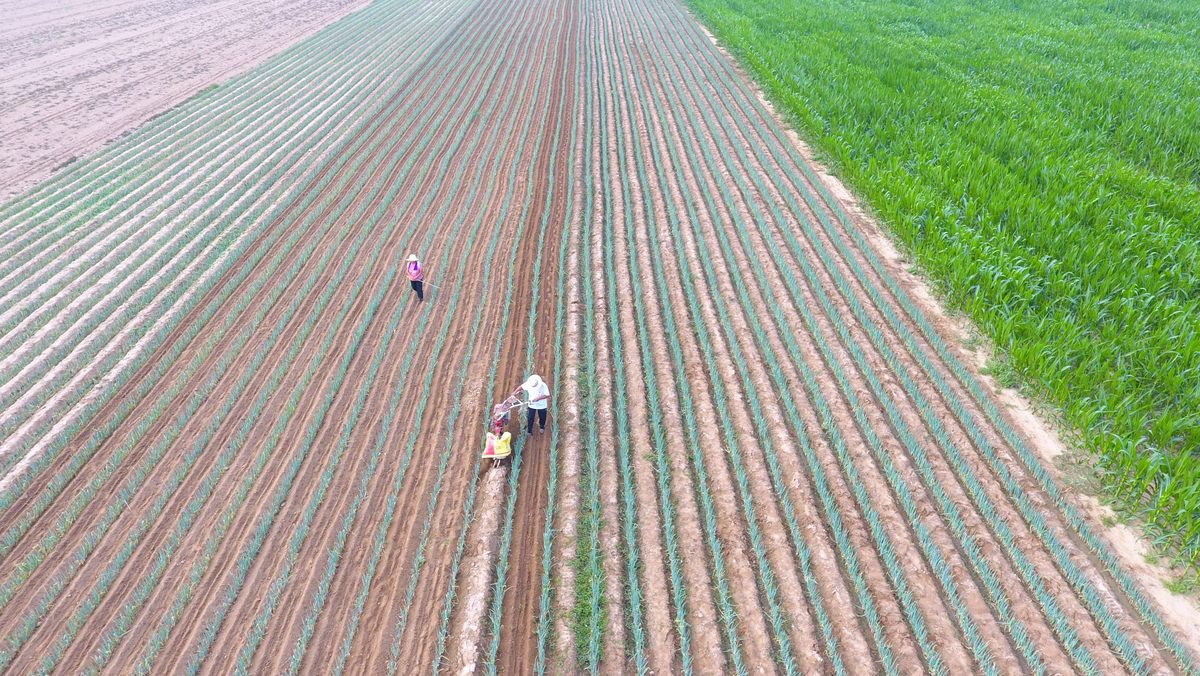 南京地区地膜使用指南：水稻、玉米、蔬菜、果树等作物