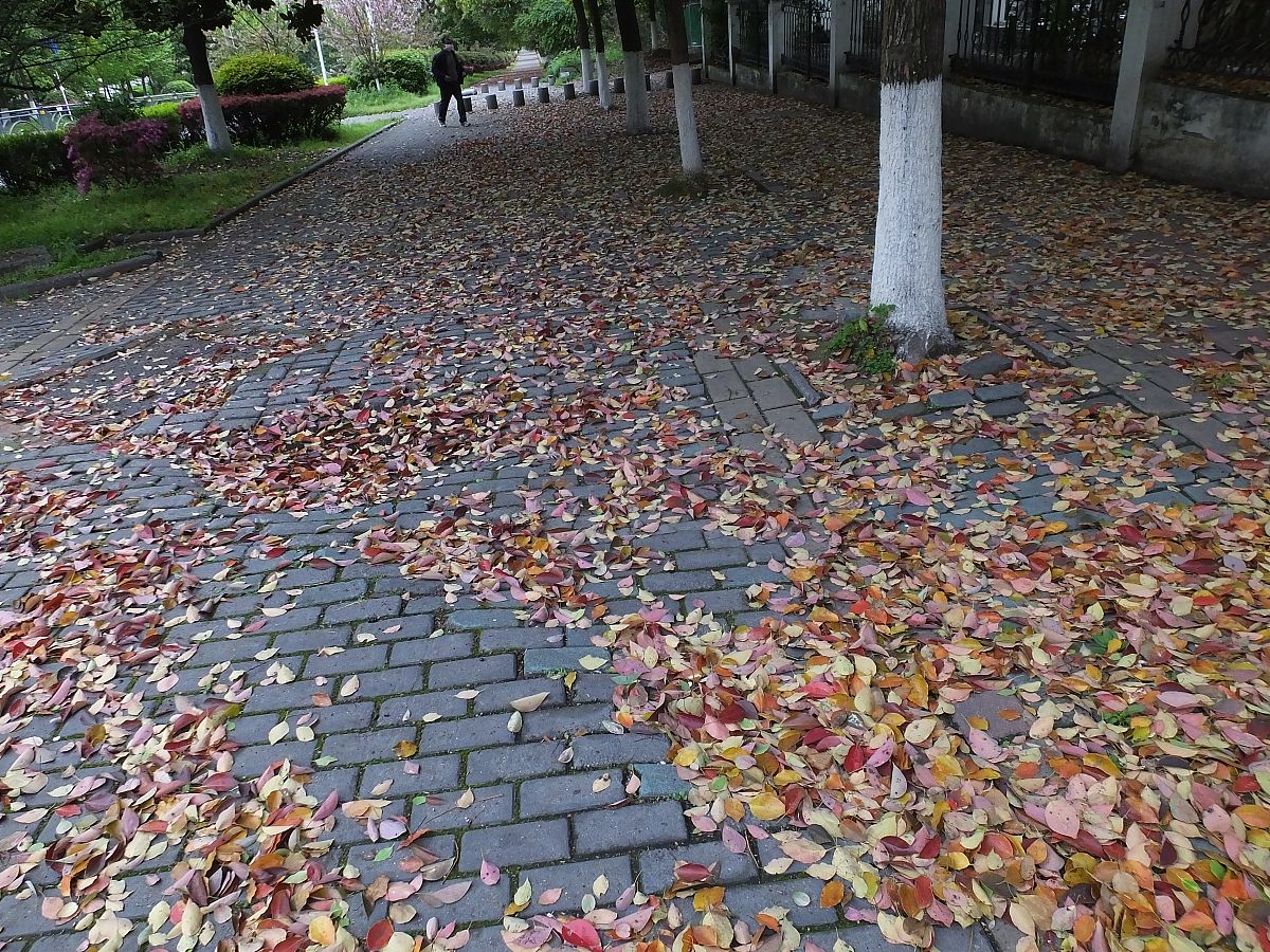 重庆三峡联合职业大学学IT，未来职业发展方向有哪些？