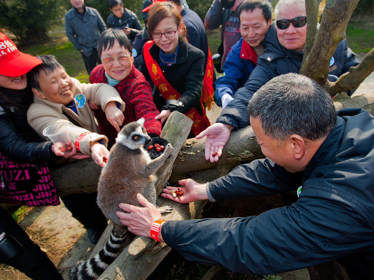 2012年3月10日,浙江宁波,盲人们正给一只环尾狐猴喂食.