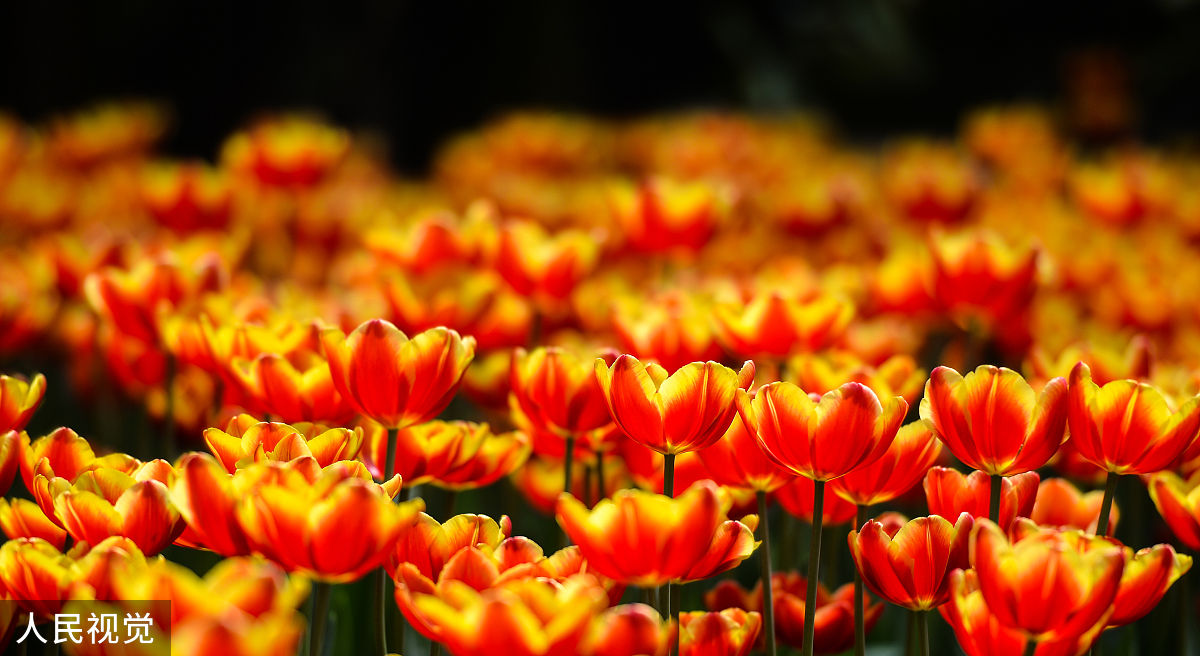 2020年2月29日,成都,花舞人间鲜花盛开.(如需下载使用,请务必署名:红