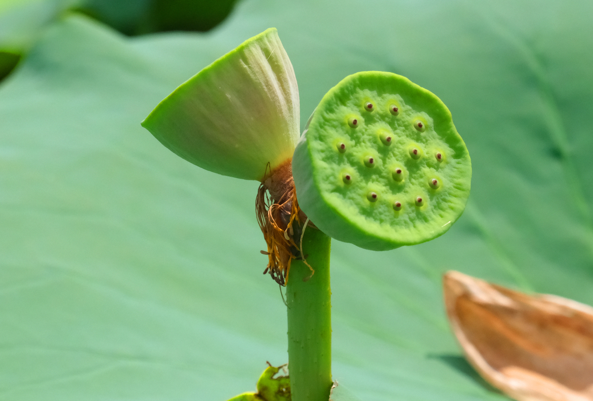 莲子莲蓬寓意：美好、纯净与内心修养