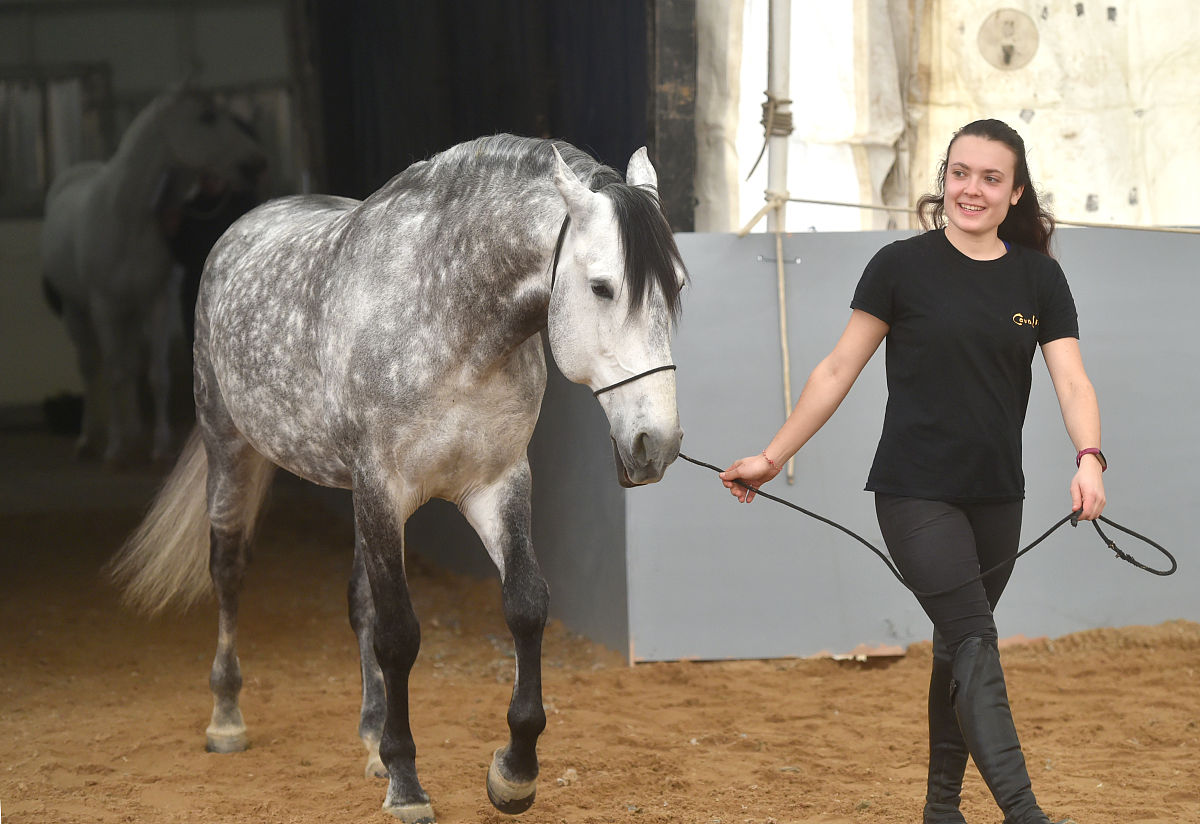 cavalia·舞马》在南京揭开神秘面纱,来自<strong>世界</strong>各地的40匹宝马齐聚汤山