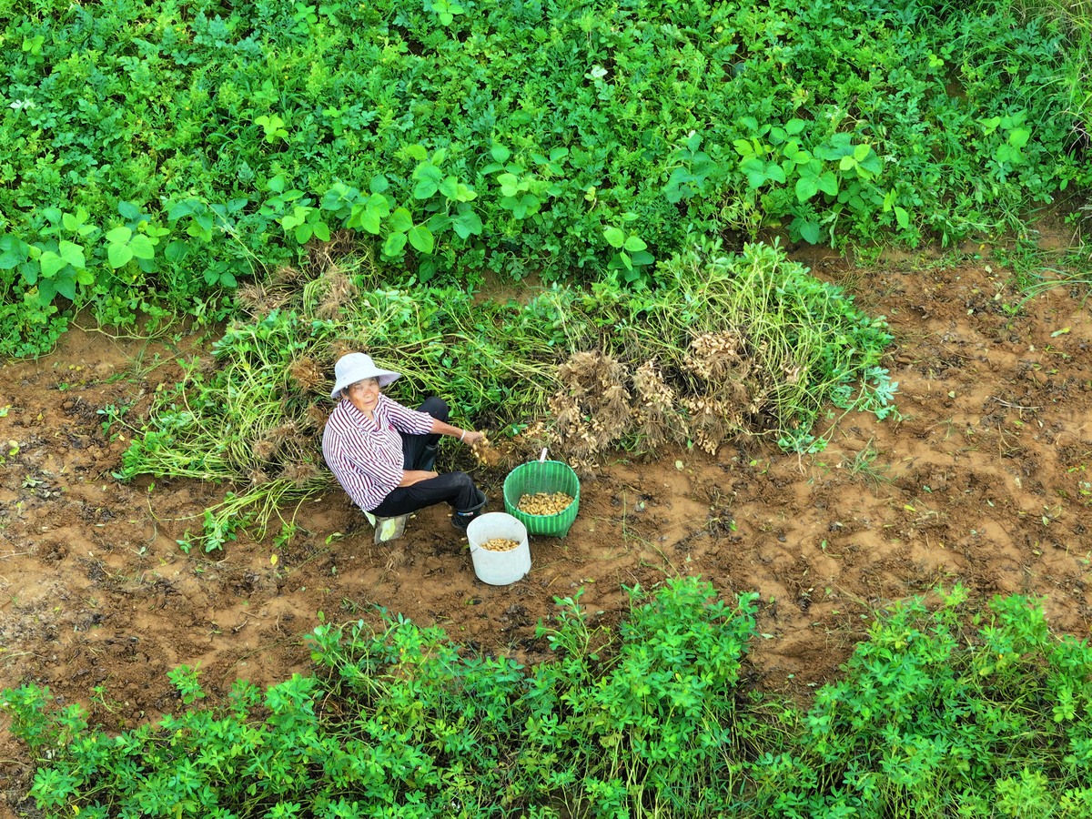 家乡的花生：美味佳肴与辛勤劳动
