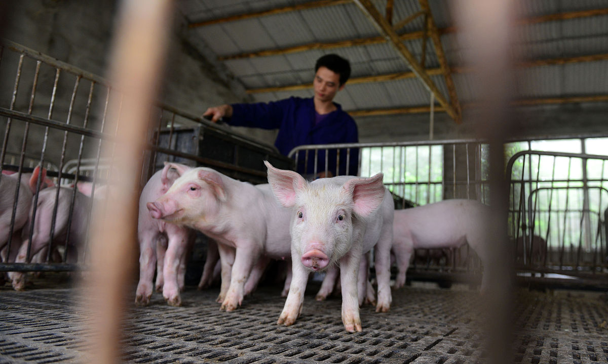 1000亩林场能放养多少头猪