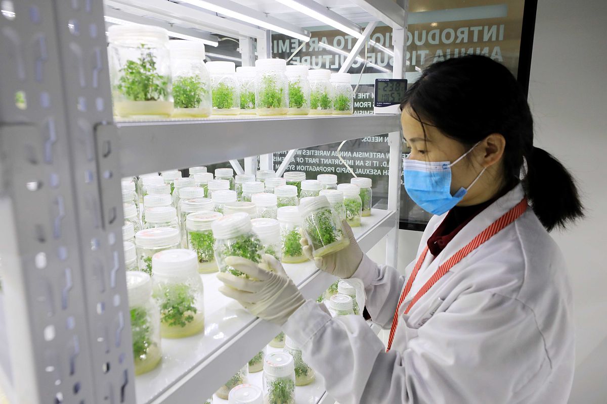 在植物组织培养过程应注意哪些事项