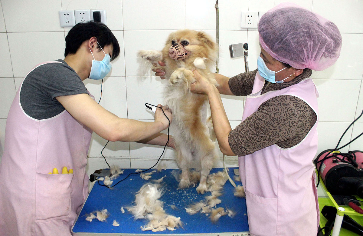 关于宠物店成员的描述