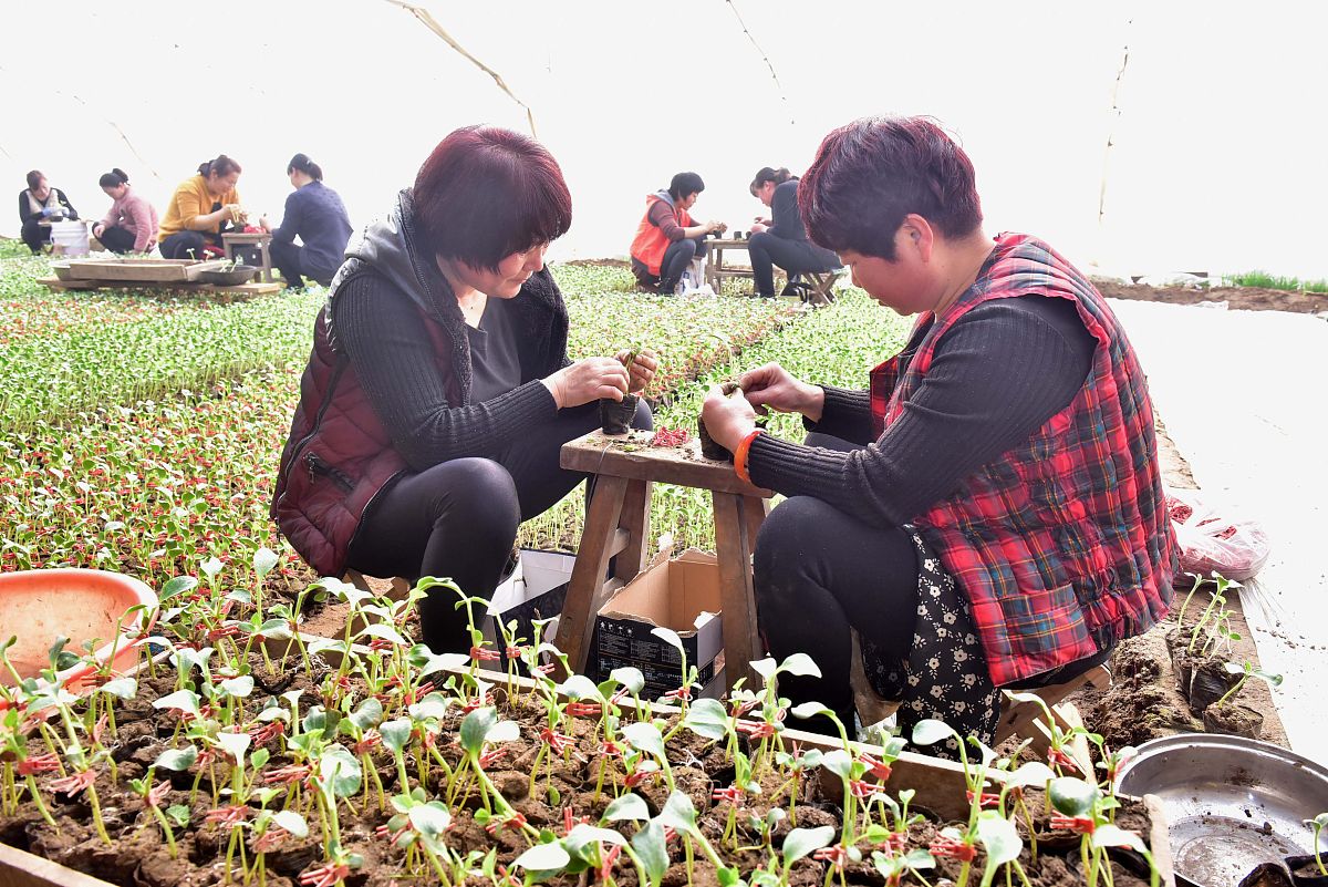 温室大棚监控装置设计方案：背景、需求与任务