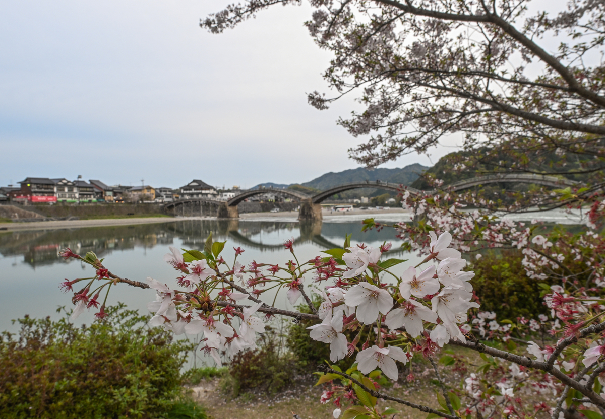 当地时间2026年4月12日,日本山口县岩国市,历史悠久的