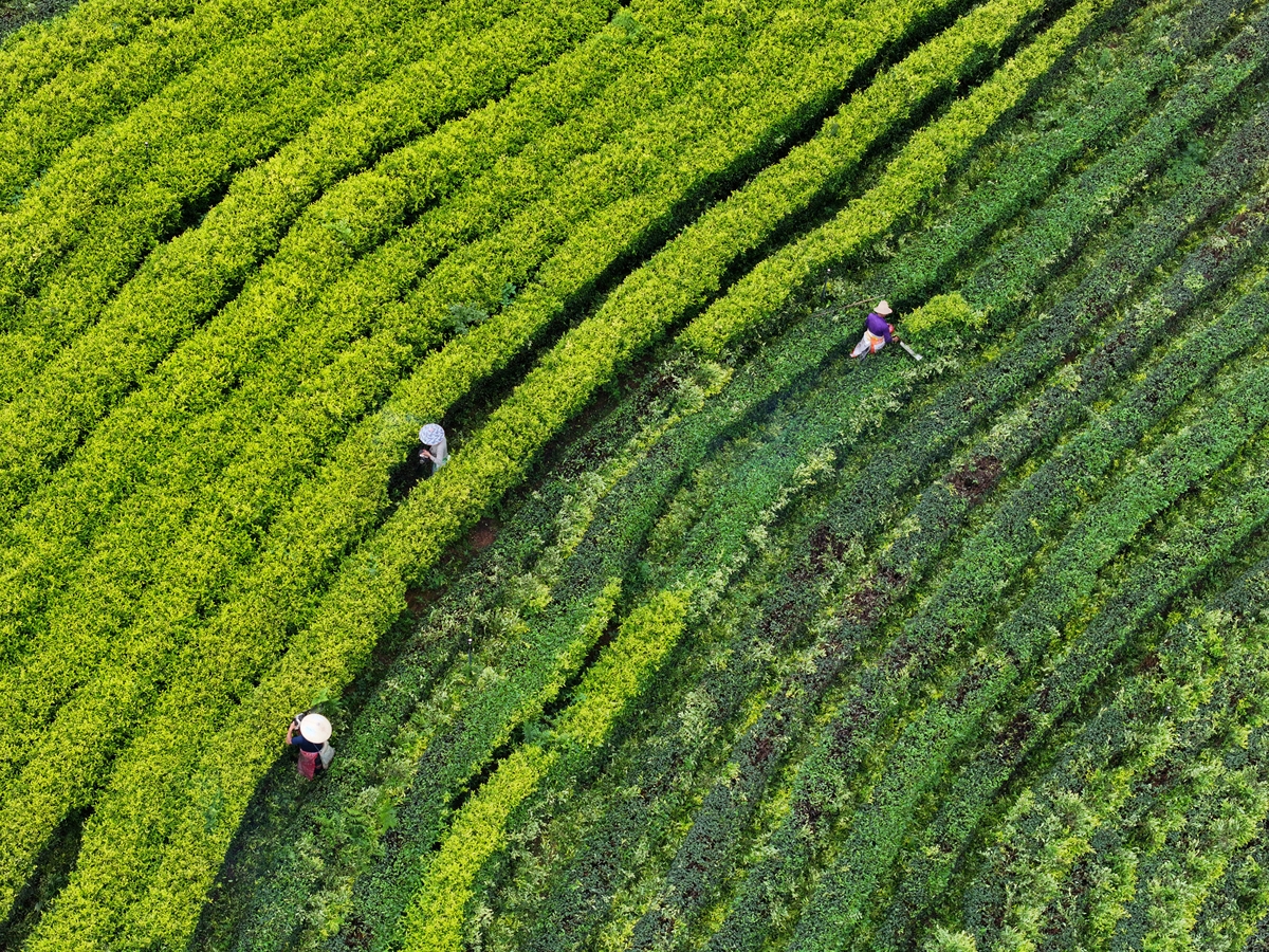 江西特色园艺作物：绿茶的种植与文化