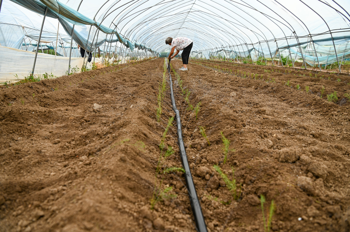 土豆如何防寒抗冻？提高土豆耐寒性的种植技巧