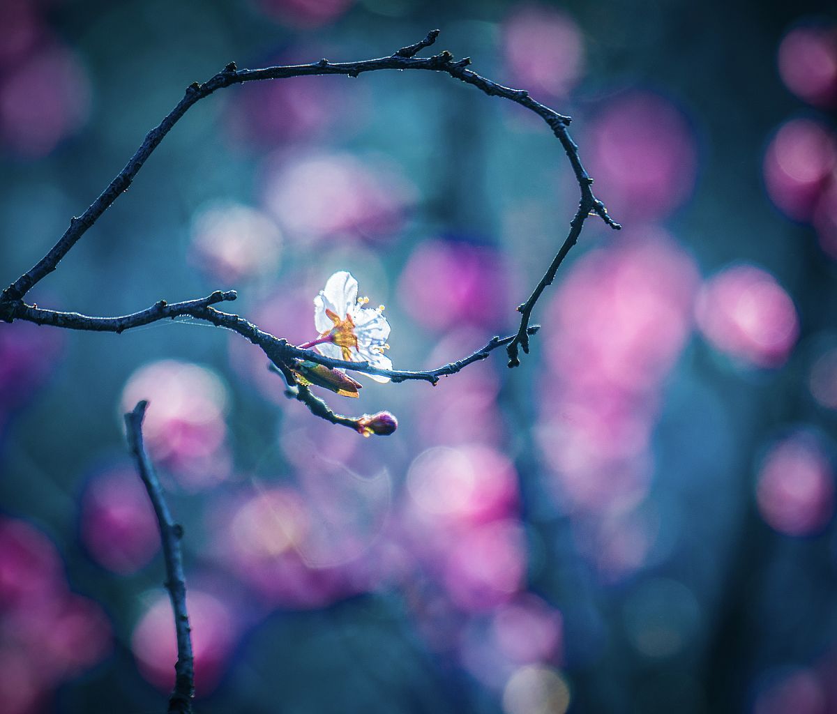 眼睛 花 伤感 写一首诗