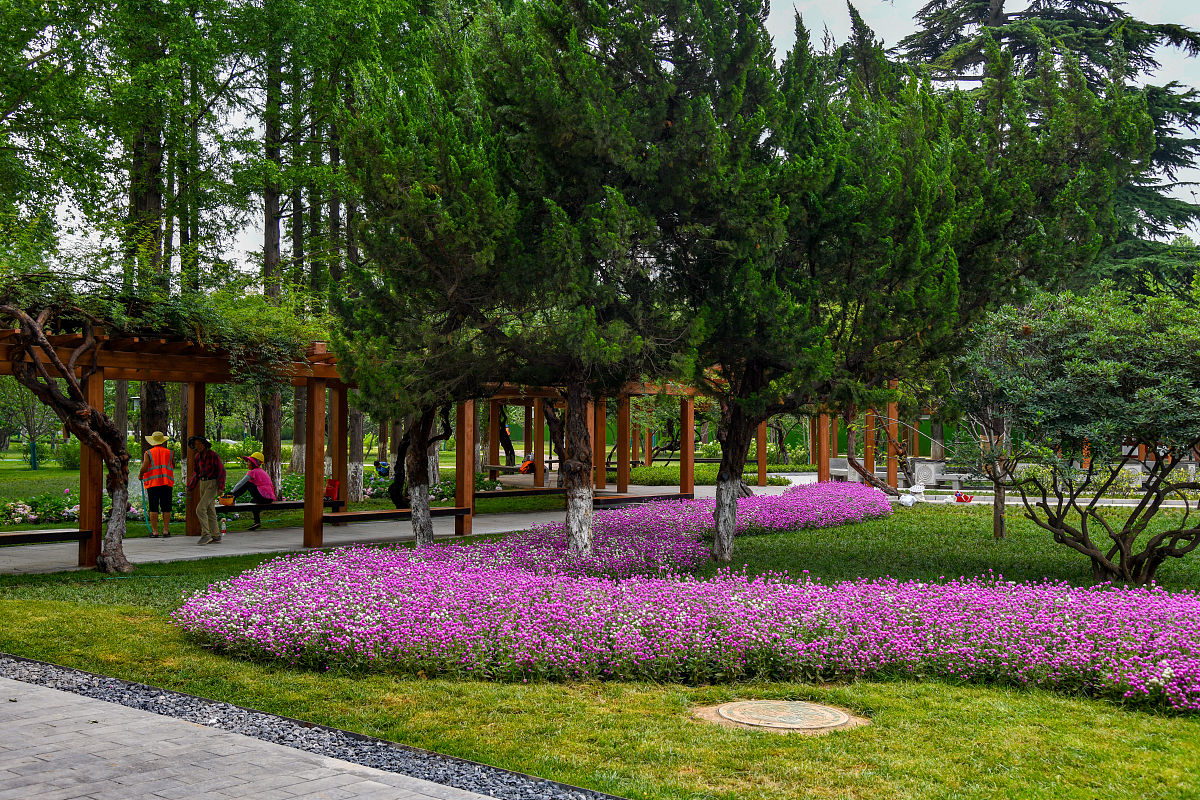 论述乡土植物在西安市兴庆公园中的应用调查的调查结果自行添加乡土植物种类名称、数量和应用数据不少于1000字。