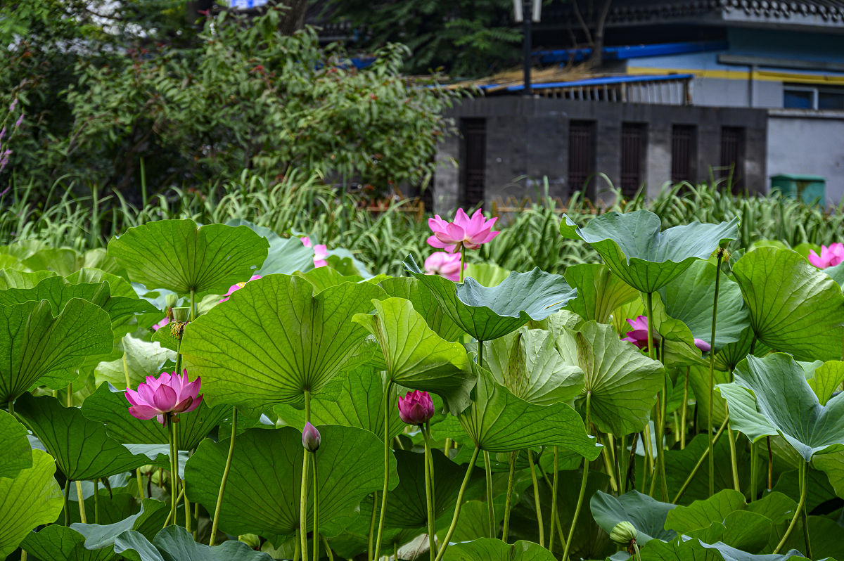 仙气飘飘的诗号 - 寻找人间仙境