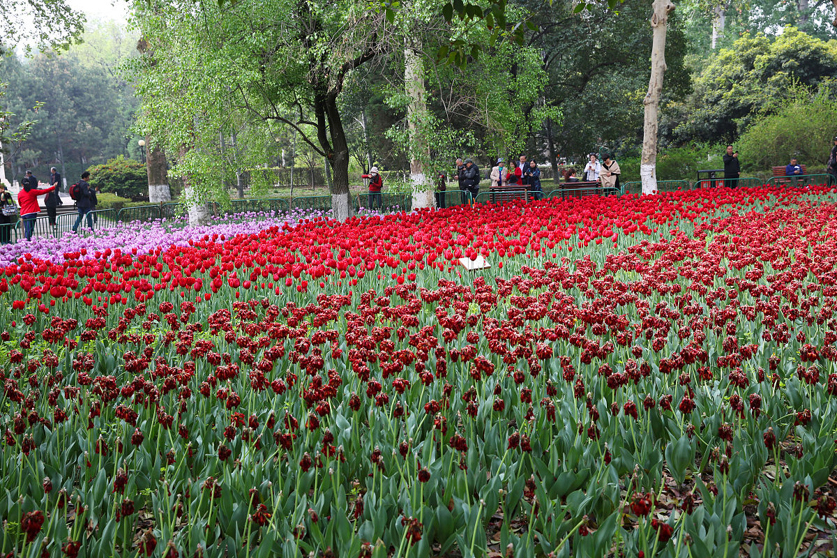 2019年4月13日,西安,分区域种植的世界名花郁金香有21个品种,22万余株