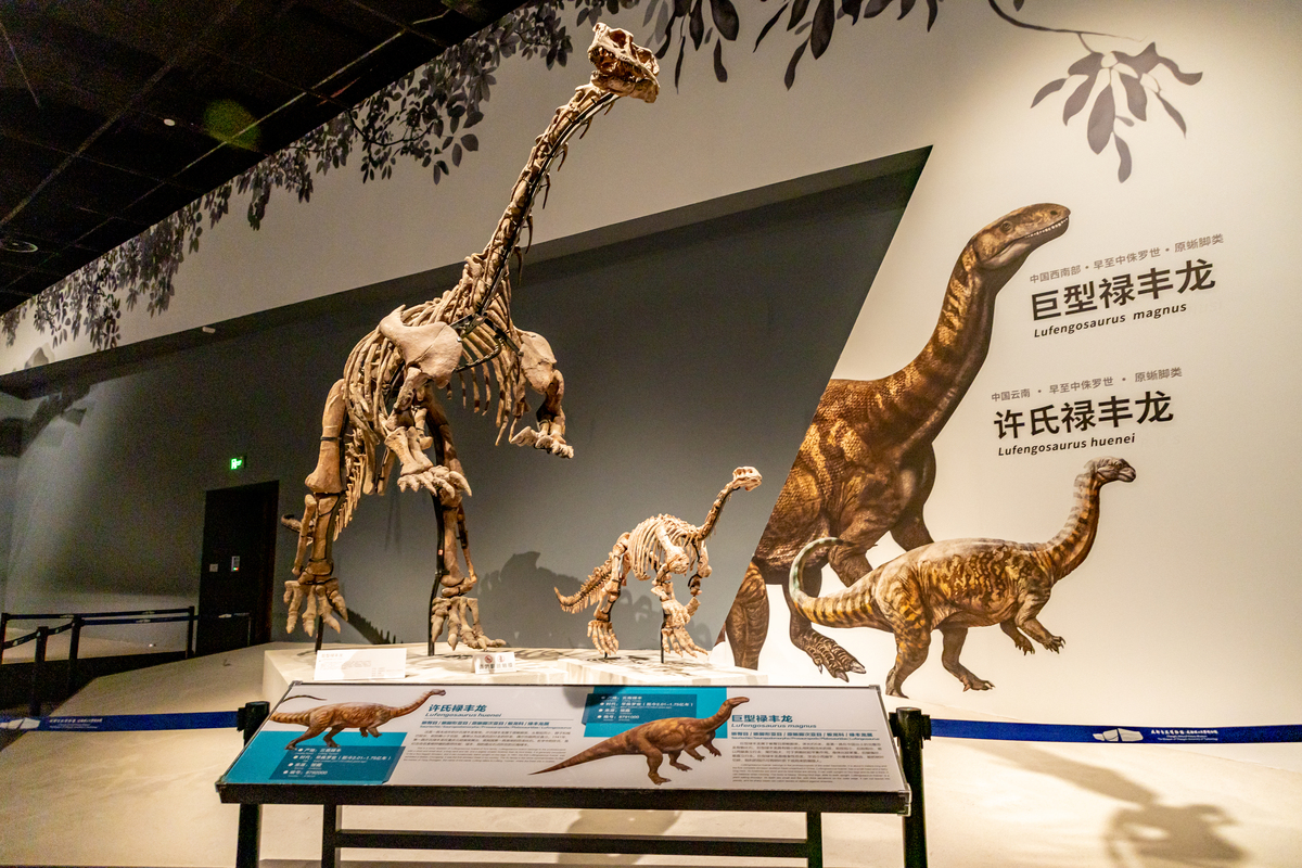 大连自然博物馆观后感