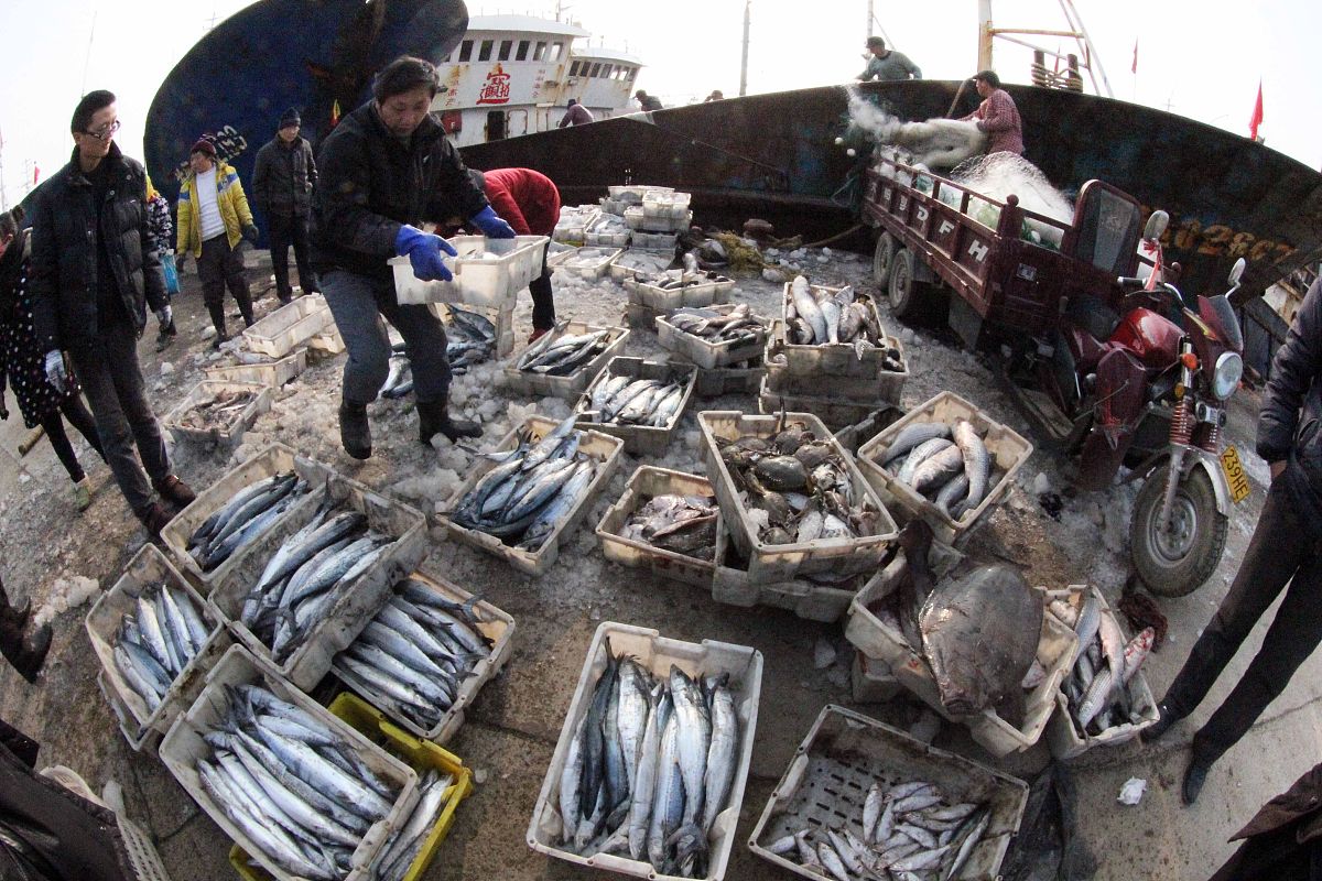 中山哪里收黄鱼的价格最高回答加拓展