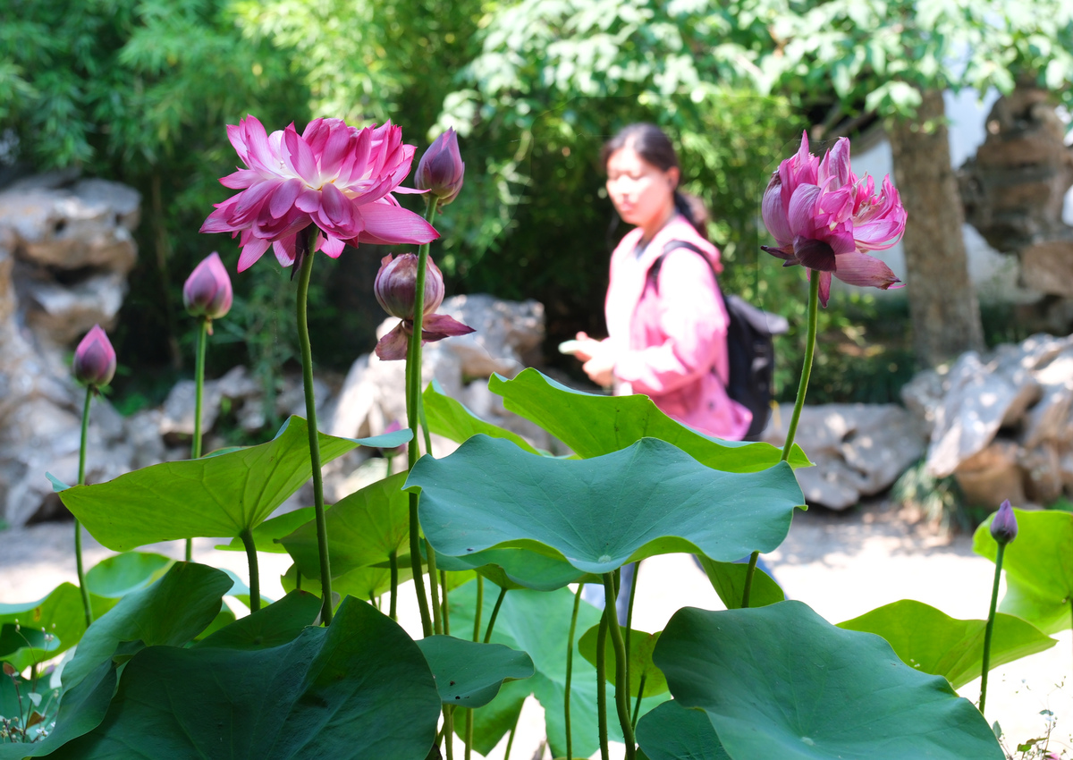 说人是芙蓉是什么意思