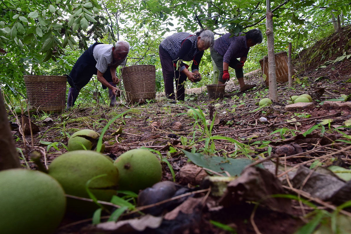 来自云南大理的纸皮核桃高原山地种植日照充足。壳薄易剥醇香酥脆。独特草本味不破坏合同原生口感同时给核桃注入了一丝清香。销量惊人年销量高达上万吨。壳薄仁大轻轻一捏即可开壳随带随吃。直播脚本