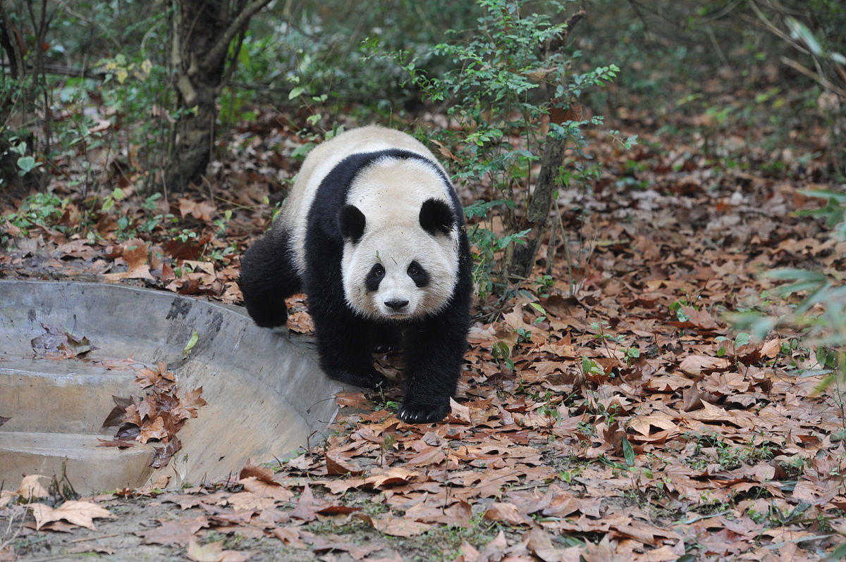 家畜繁殖研究的焦点期刊：REPRODUCTION IN DOMESTIC ANIMALS 稿件类型详解