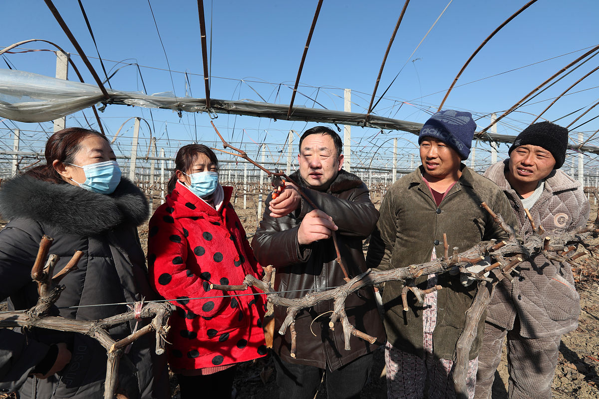 2021年1月8日,安徽蒙城县岳坊镇母集村,道源葡萄专业种植合作社葡萄大
