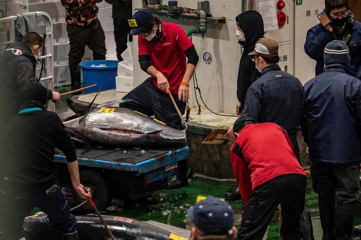 日本核废水排放对中日金枪鱼贸易的影响及意义
