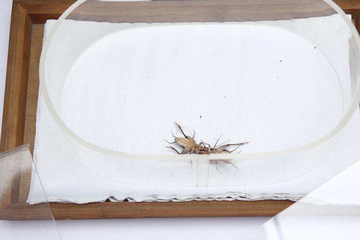 如何去除厨房蚂蚁