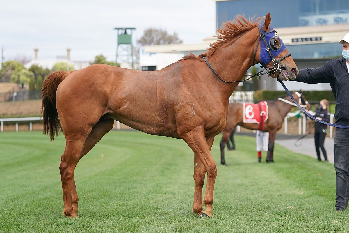 mahamedeis after winning the mirasan handicap at moonee valley r