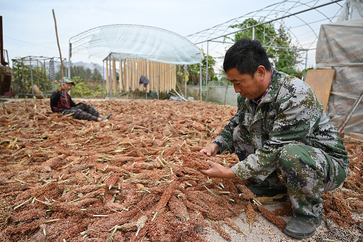 子洲县黄芪市场潜在进入者分析 - 富发农业科技