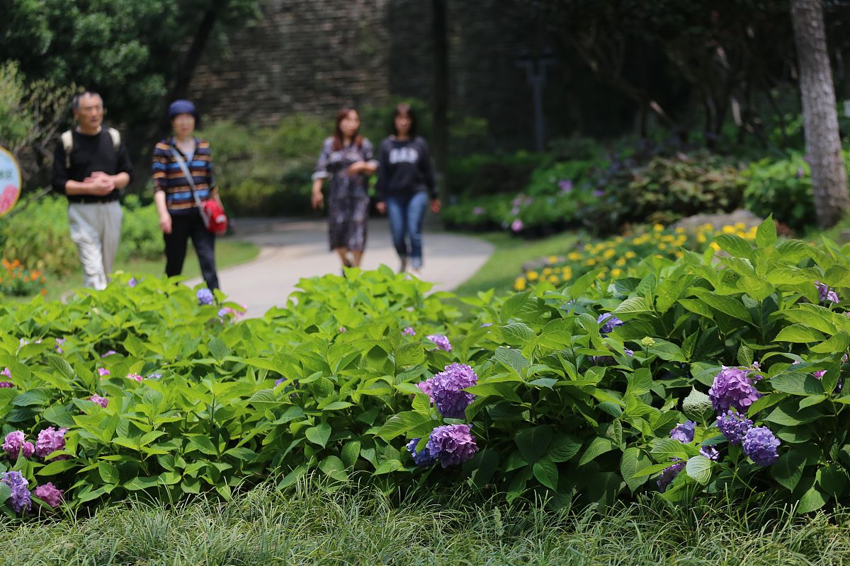 2021年5月24日,南京绣球公园里的草本绣球花盛开,公园变身绣球花的世