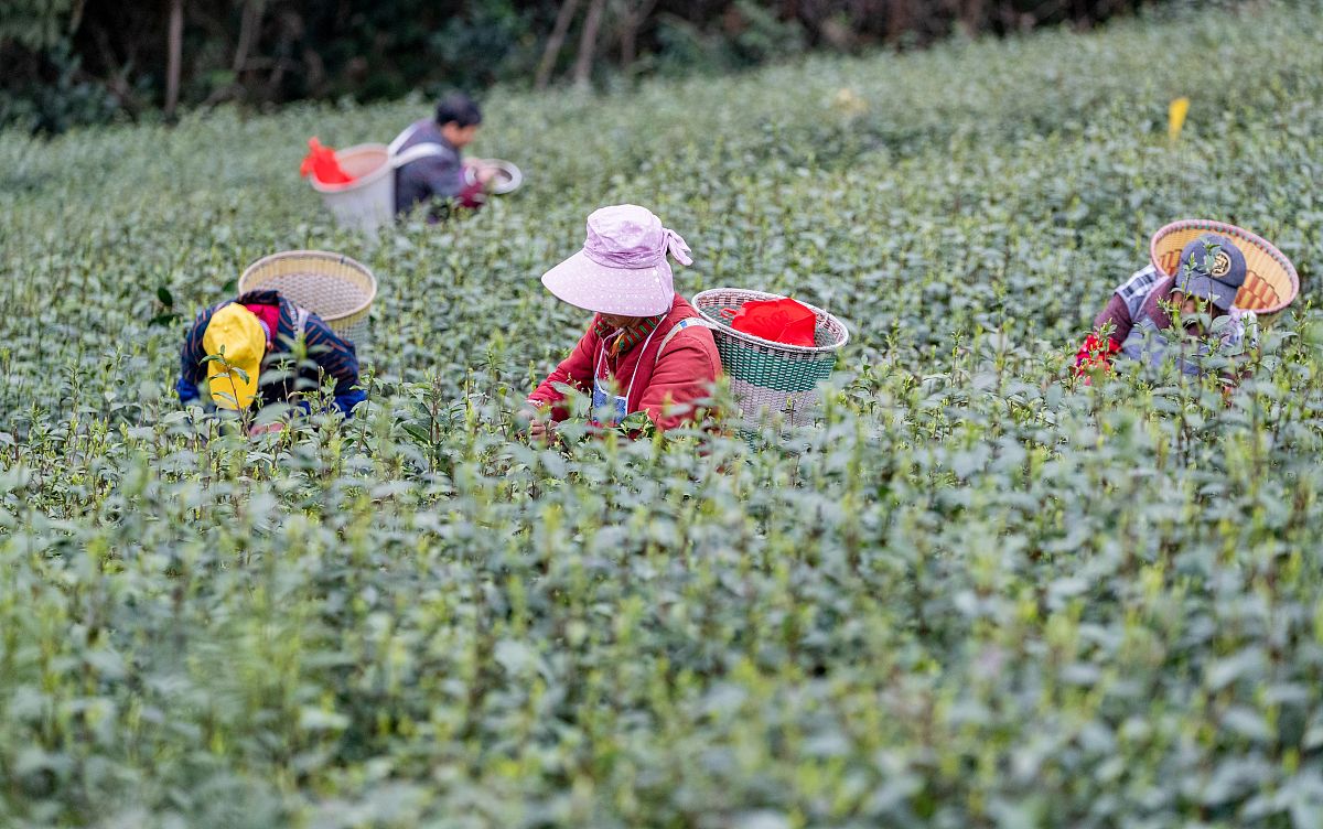 德江县中等职业学校2023招生专业：茶叶生产与加工专业值得学吗？