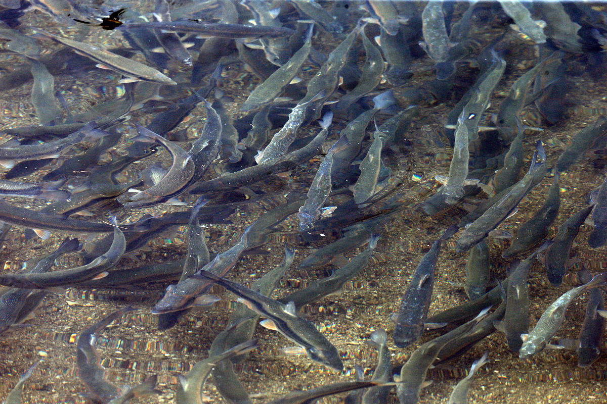 鳊鱼苗和白鲢苗外观上有什么区别