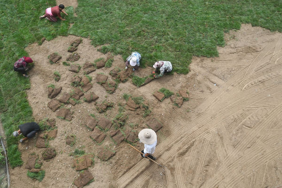 对黄土裸露区域铺植草坪