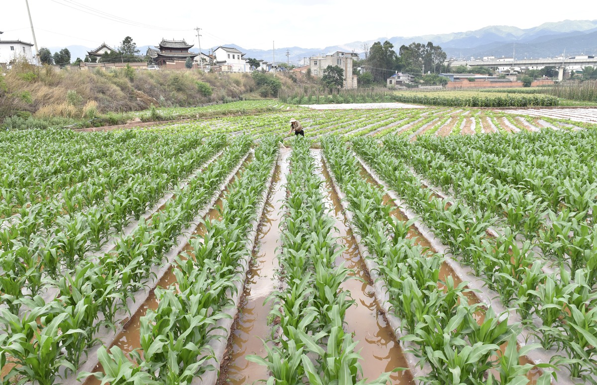 旱作玉米增产研究现状：国外学术界成果与未来方向