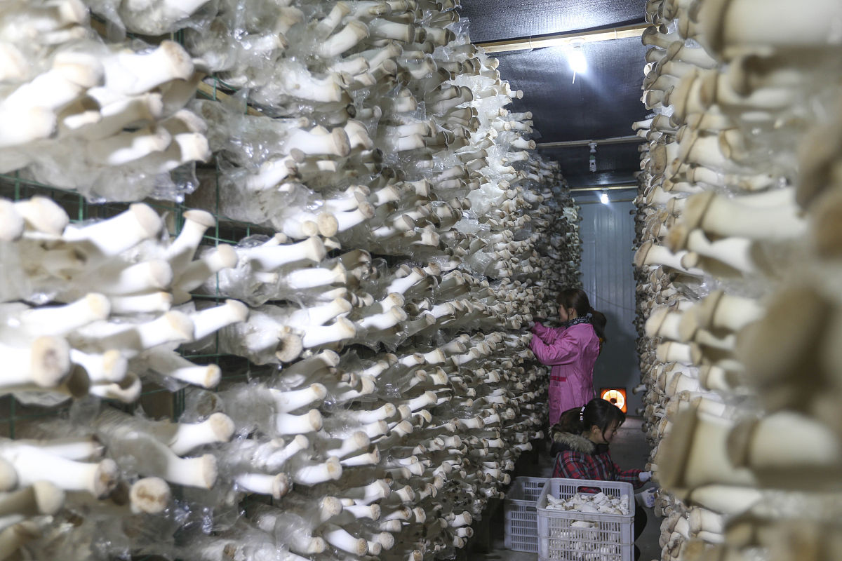 小品种菇陆续配合发货海林种植基地7月9日发货元蘑90000包、滑子菇25000包、榆黄蘑97000包、大球盖菇49000包。7月12日发货灵芝17000包、猴头菇35000包共计313000包。接着写