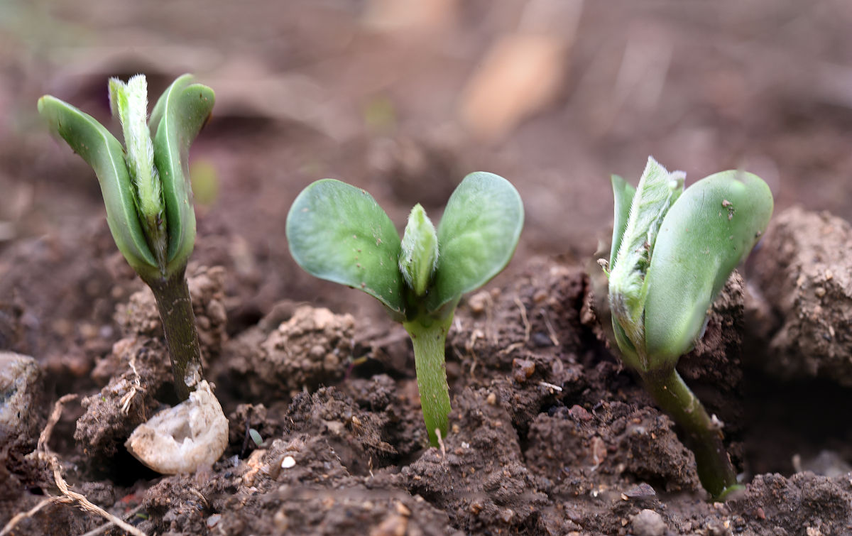 200字种植比赛作文发芽时期主题是惊喜