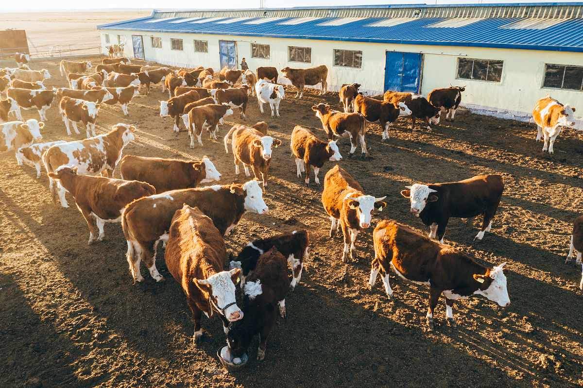 当前肉牛养殖存在的问题有哪些并提供论文文献