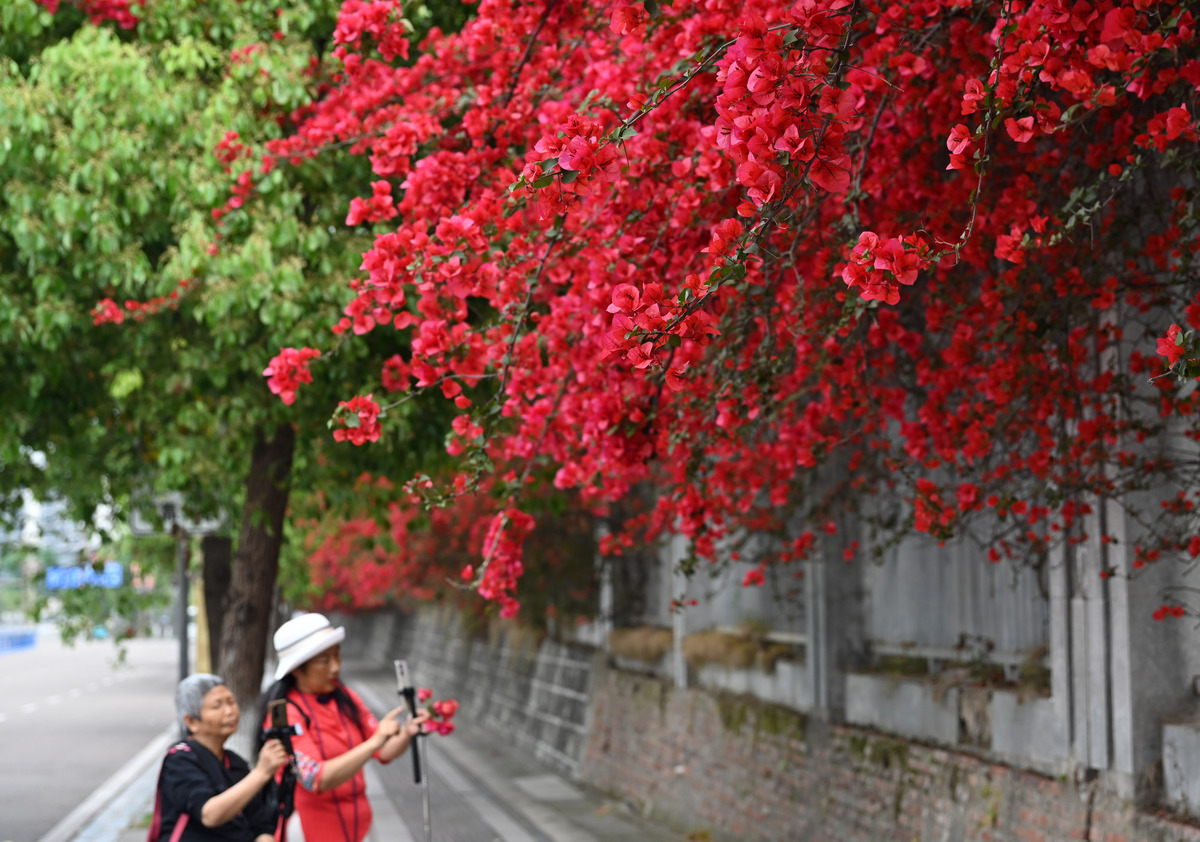 2026年4月11日,在四川省内江市市中区石羊大道中段,在