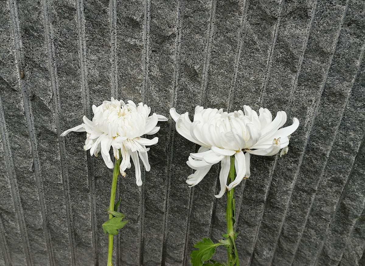 亲人去世后，还能感受到我的思念吗？