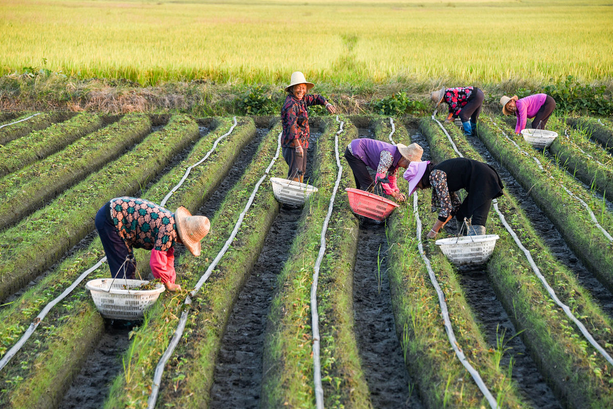 替我写一篇社会实践报告2000-2500字格式：第一章背景情况11 实践基本信息111 实践背景112 实践意义113 实践目标12 实践地点介绍121 实践地点基本情况122 实践地点经济社会发展状况123 实践地工作开展情况当地开展的相关工作、举措等13行程介绍第二章实践结果21 行程完成情况22 针对实践目标完成情况23 助力乡村振兴对策建议结合实践地特点和实践活动第三章实践总结按照实际情况