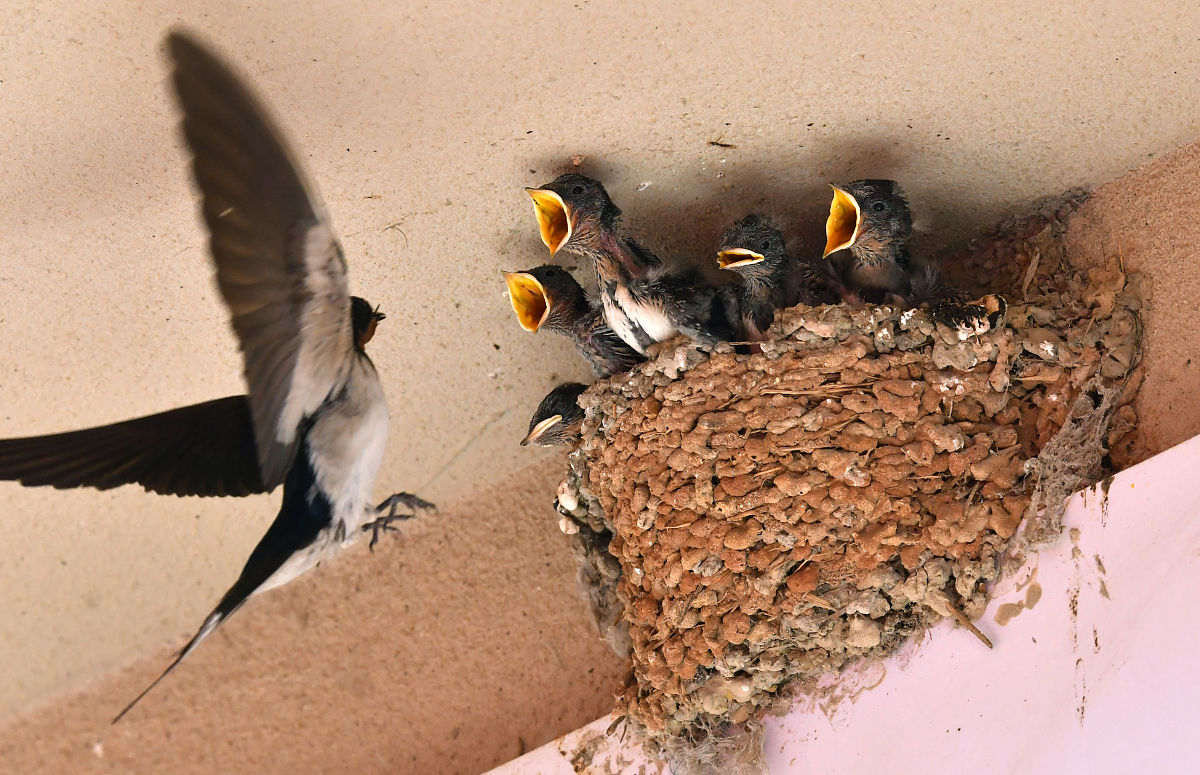 燕子搭窝在自己家有什么说法吗，